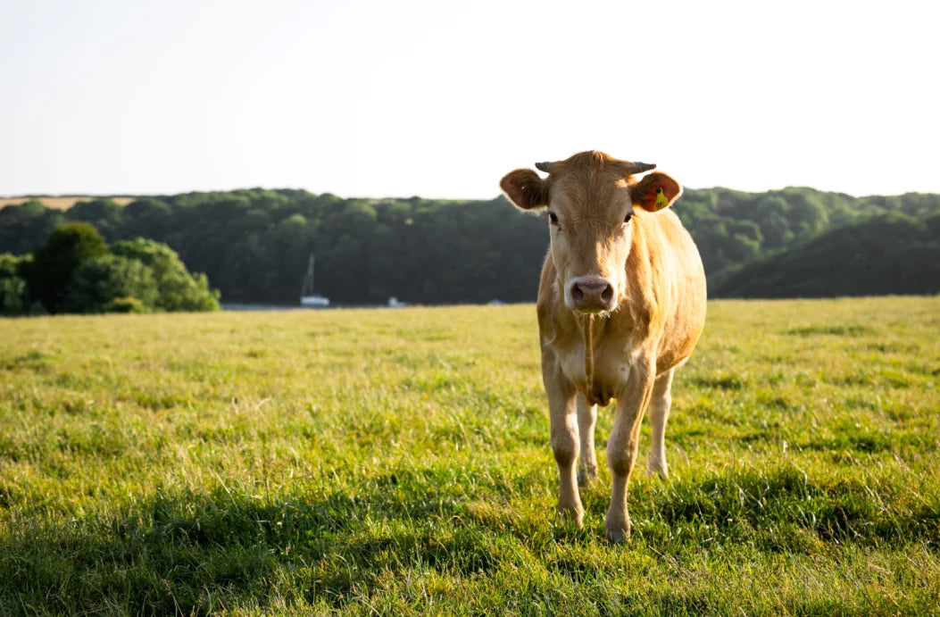 Welsh Beef Dripping